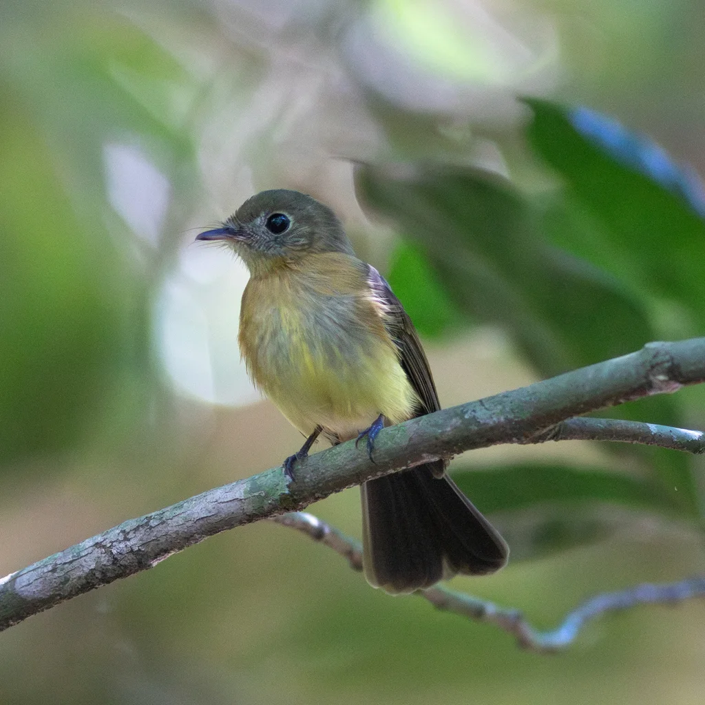 须黄腰霸鹟(Myiobius barbatus)