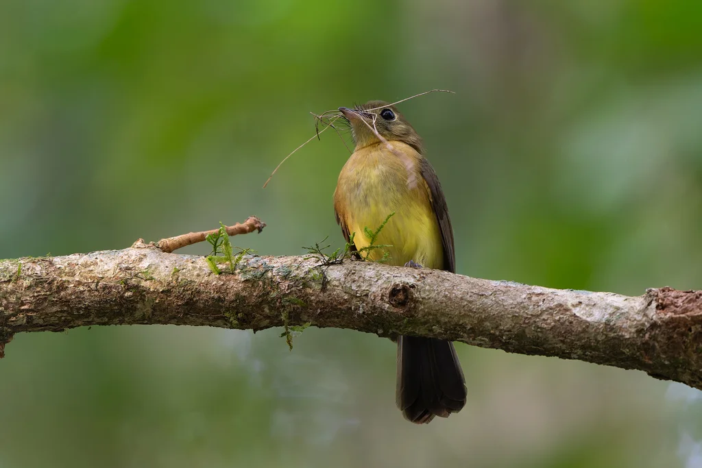须黄腰霸鹟(Myiobius barbatus)