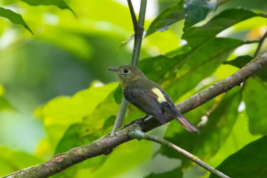 须黄腰霸鹟(Myiobius barbatus)