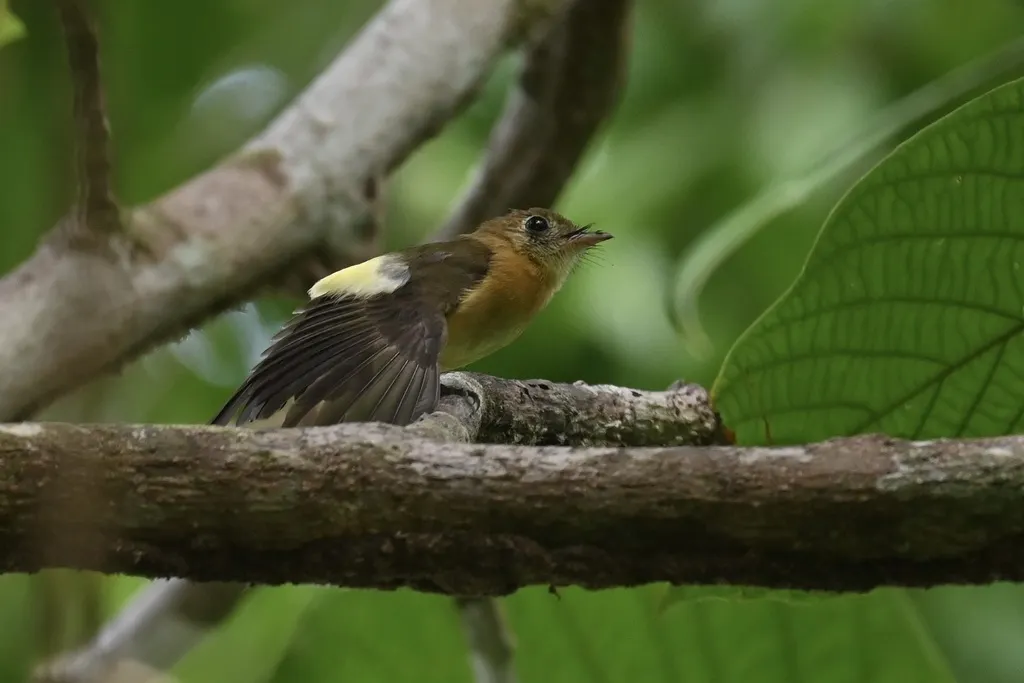 硫磺腰霸鹟(Myiobius sulphureipygius)