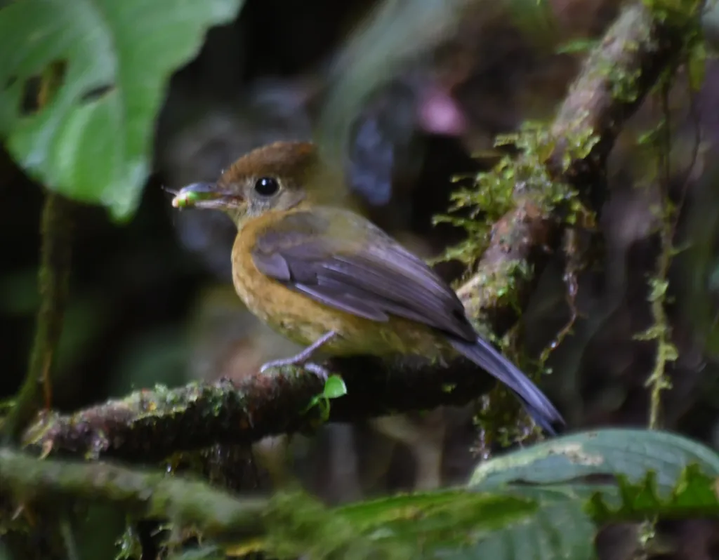 茶胸黄腰霸鹟(Myiobius villosus)