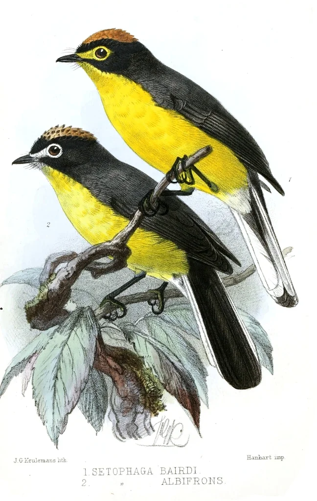 白额鸲莺(Myioborus albifrons)