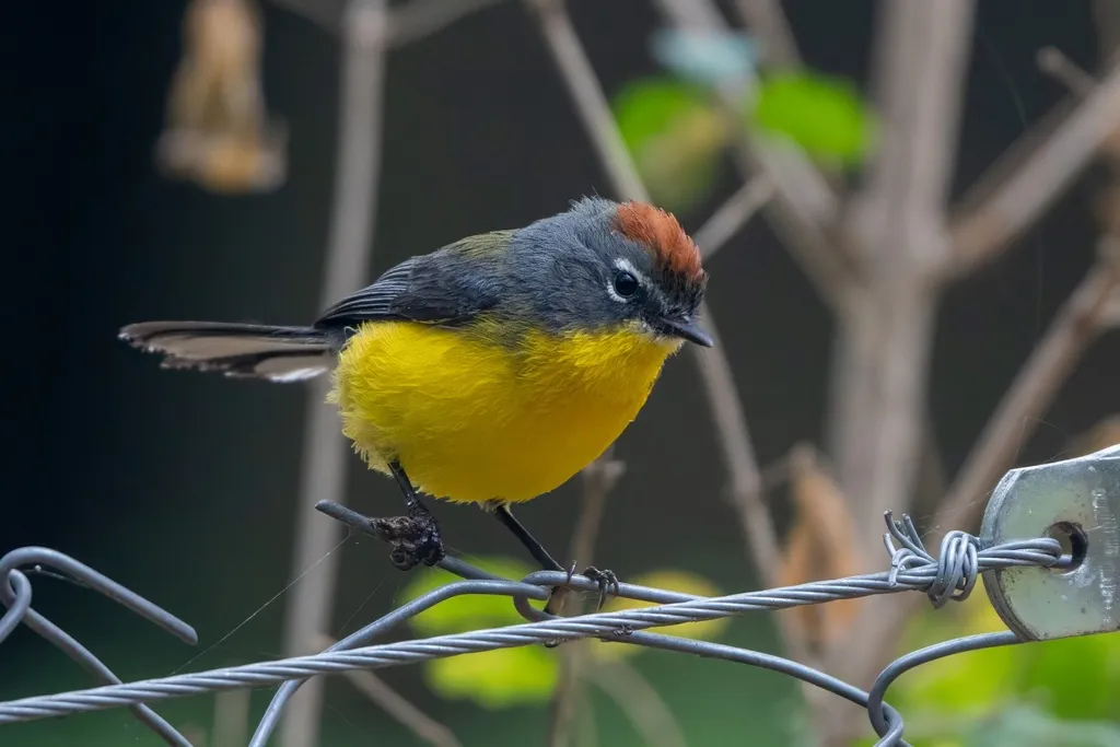 褐顶鸲莺(Myioborus brunniceps)