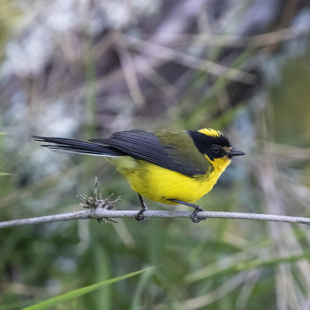 黄顶鸲莺(Myioborus flavivertex)