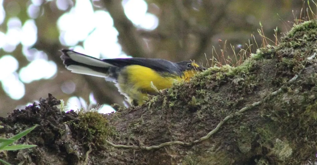 黑头鸲莺(Myioborus melanocephalus)