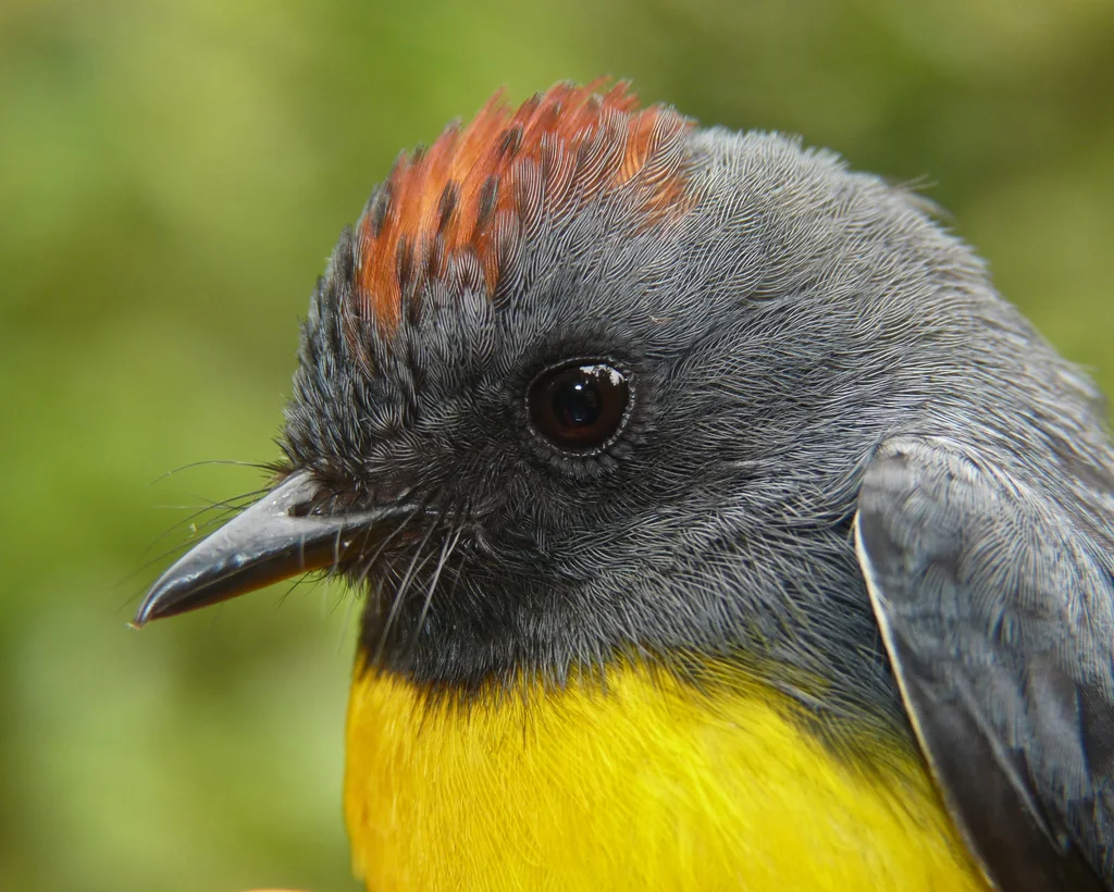 暗喉鸲莺(Myioborus miniatus)
