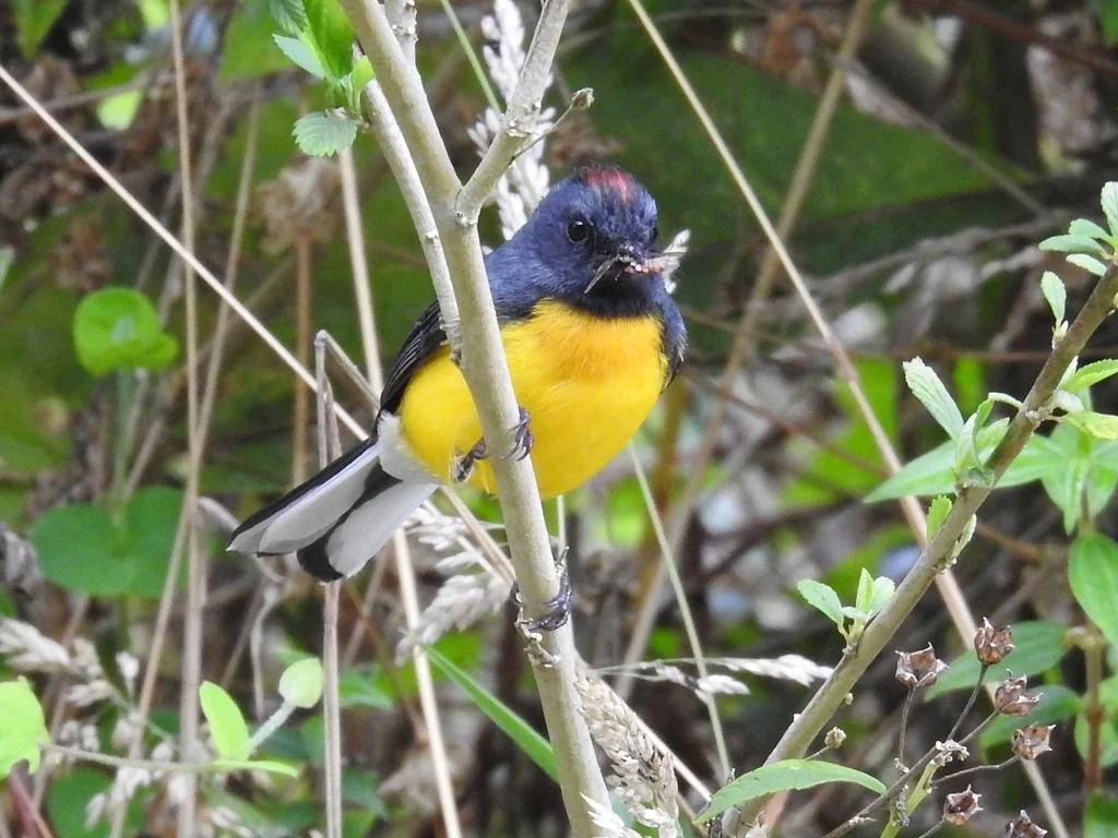 暗喉鸲莺(Myioborus miniatus)