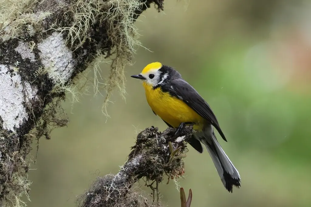 金额鸲莺(Myioborus ornatus)