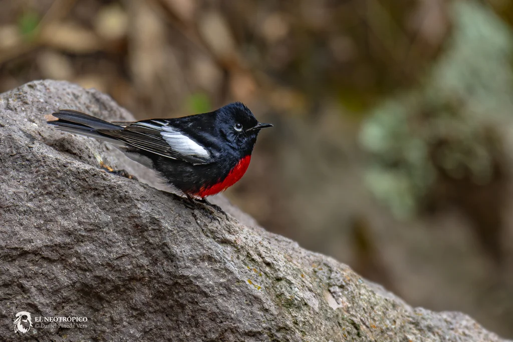 彩鸲莺(Myioborus pictus)