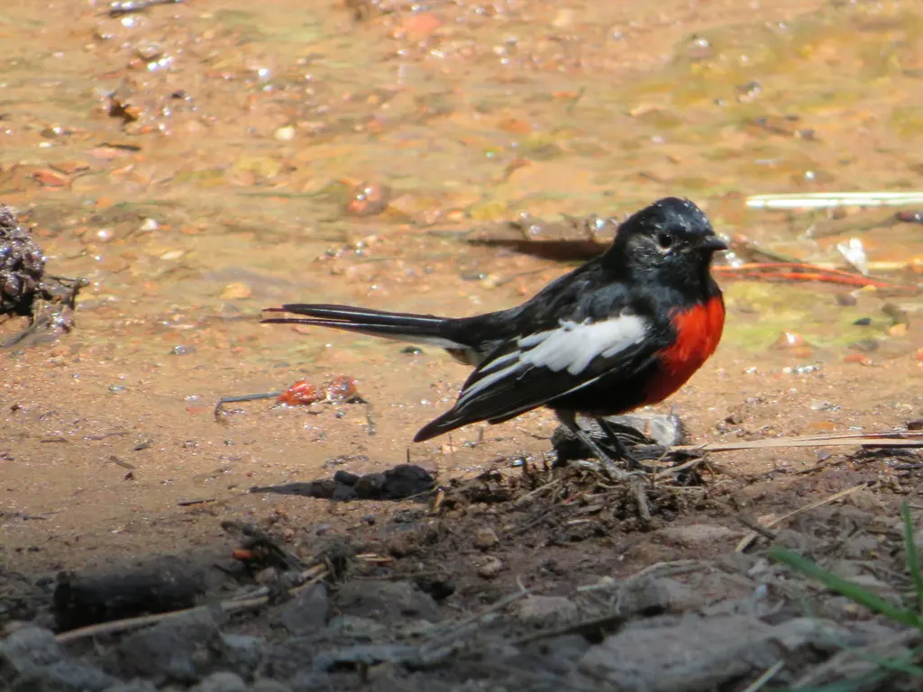 彩鸲莺(Myioborus pictus)