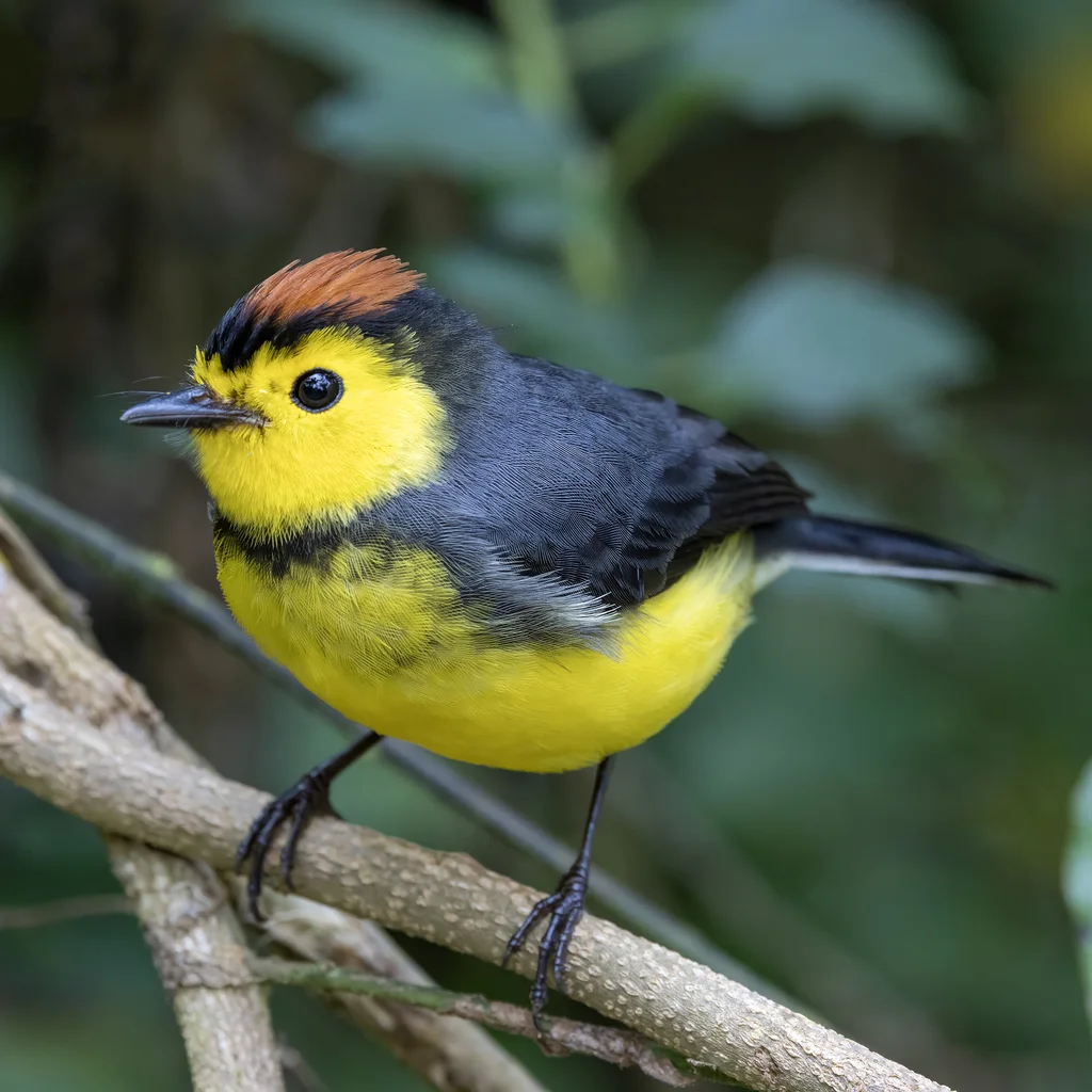 黑领鸲莺(Myioborus torquatus)