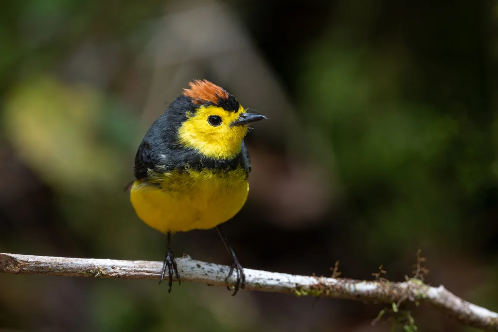 黑领鸲莺(Myioborus torquatus)