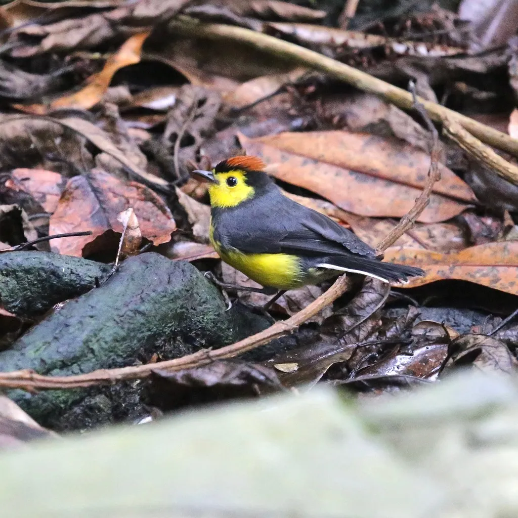 黑领鸲莺(Myioborus torquatus)