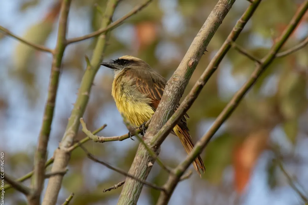 比氏大嘴霸鹟（Myiodynastes bairdii）