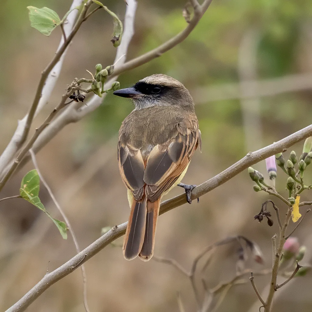 比氏大嘴霸鹟（Myiodynastes bairdii）
