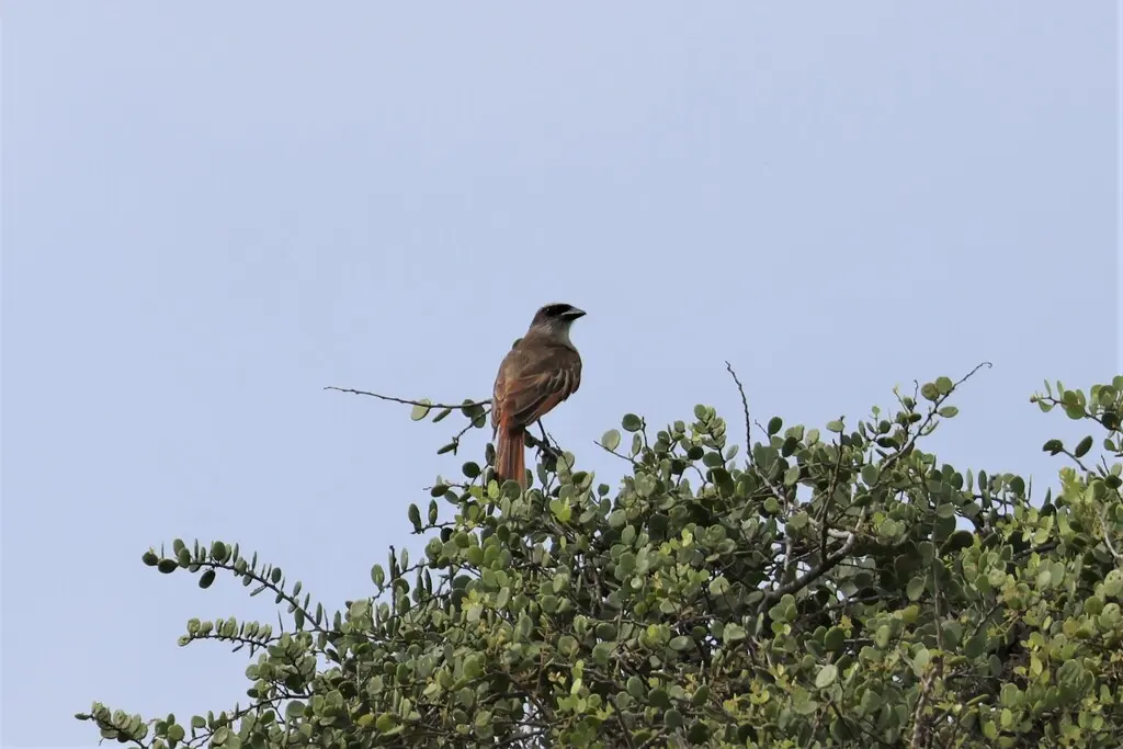 比氏大嘴霸鹟（Myiodynastes bairdii）
