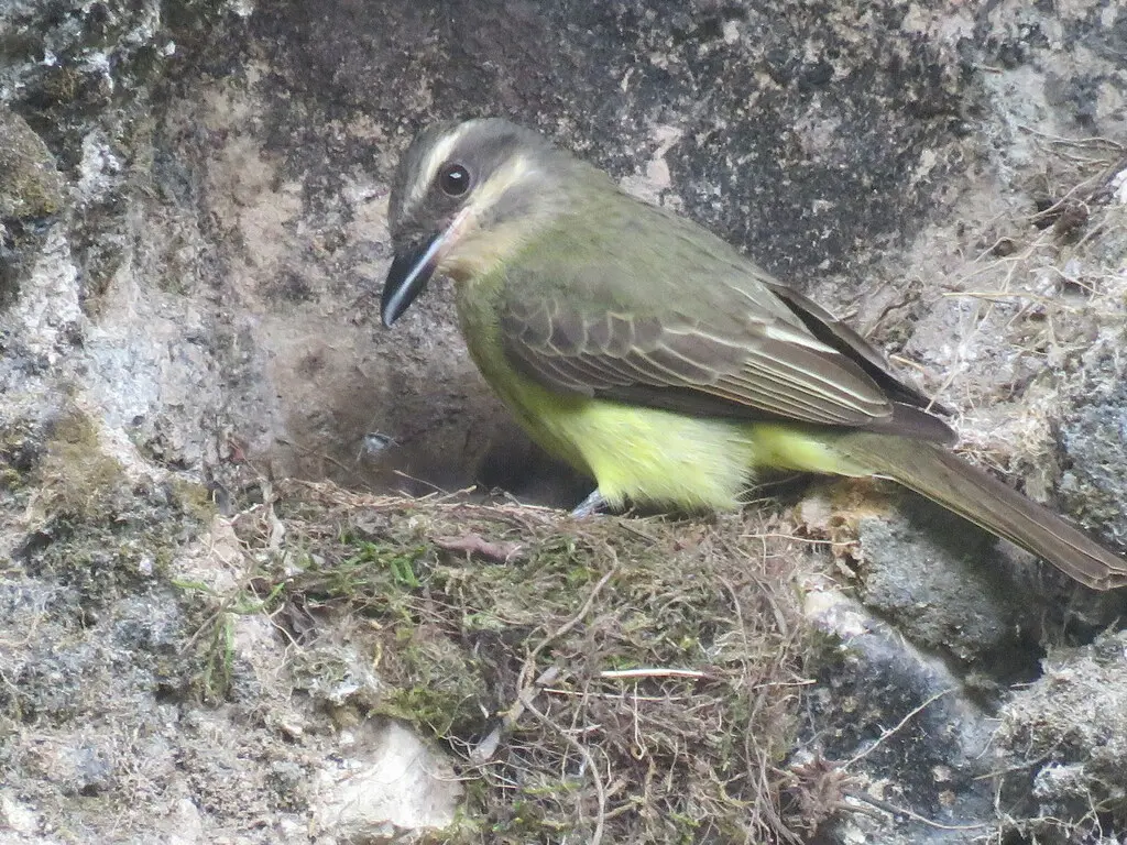 金顶大嘴霸鹟(Myiodynastes chrysocephalus)