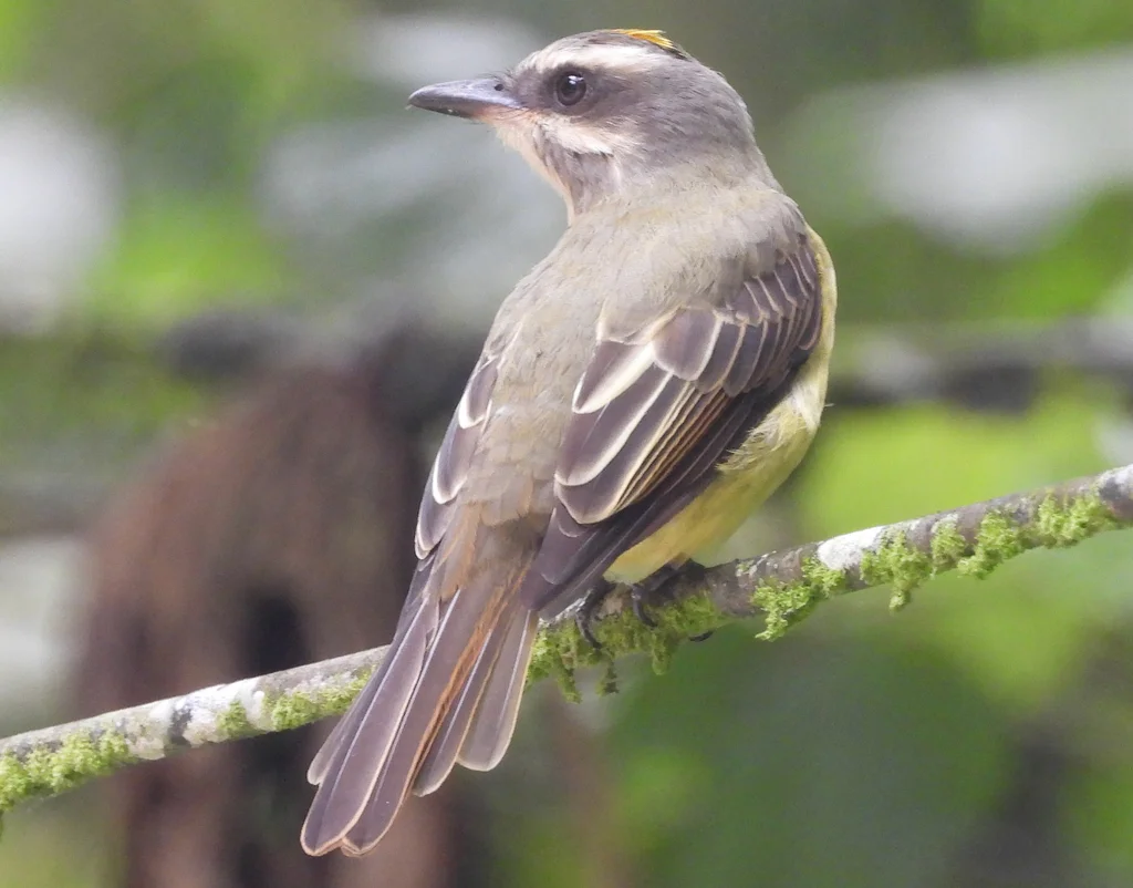 金顶大嘴霸鹟(Myiodynastes chrysocephalus)