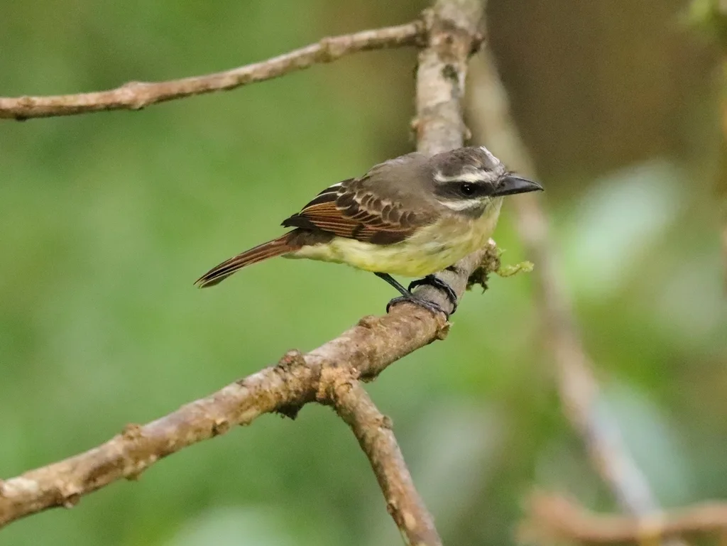 金腹大嘴霸鹟(Myiodynastes hemichrysus)