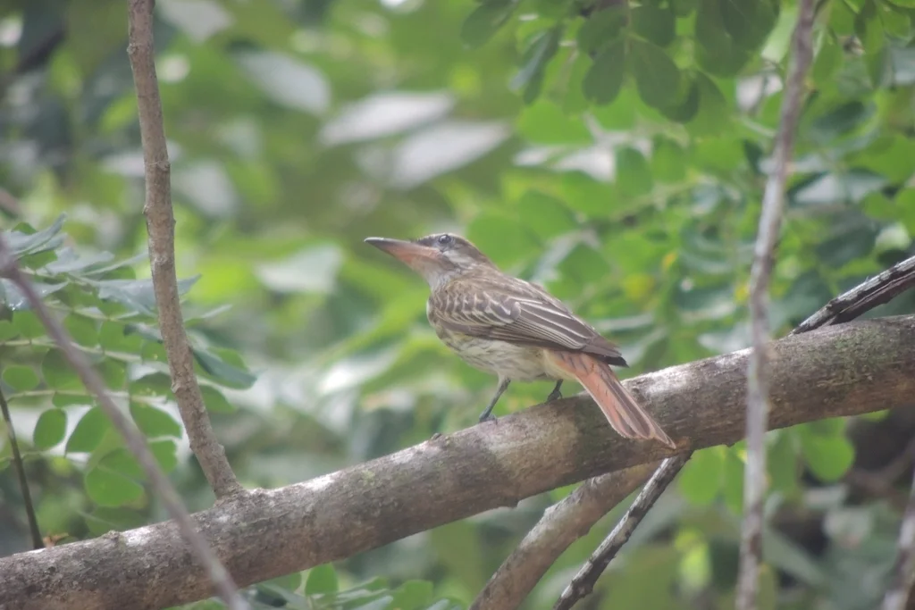黄腹大嘴霸鹟(Myiodynastes luteiventris)