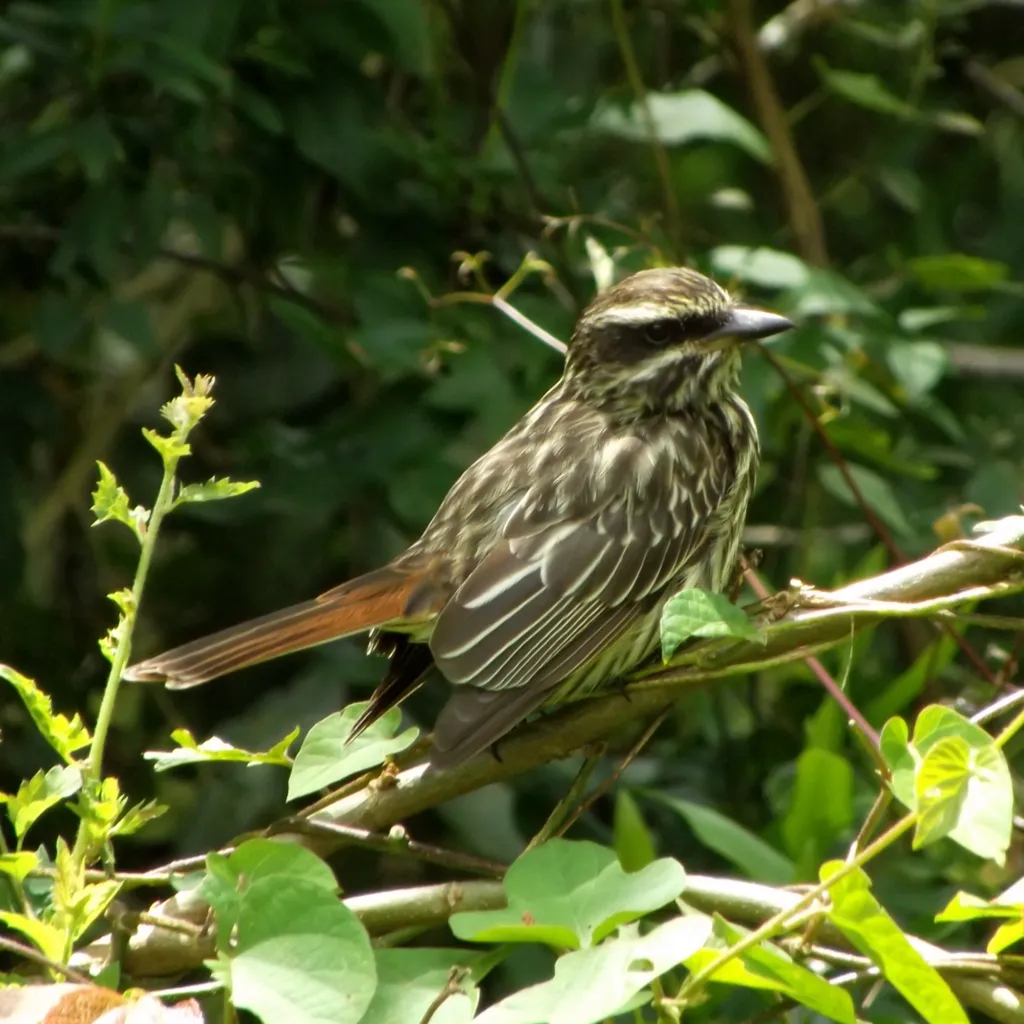 纹大嘴霸鹟(Myiodynastes maculatus)
