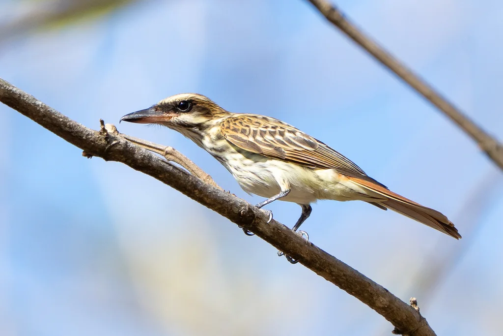 纹大嘴霸鹟(Myiodynastes maculatus)