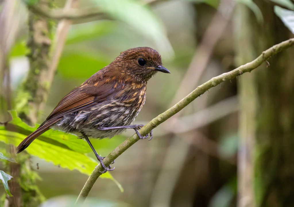 蓝地鸲（Myiomela diana）