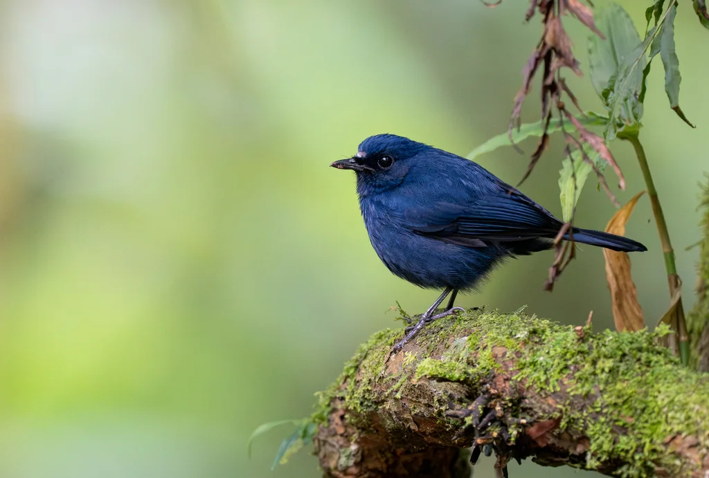 蓝地鸲（Myiomela diana）