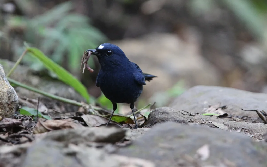 蓝地鸲（Myiomela diana）