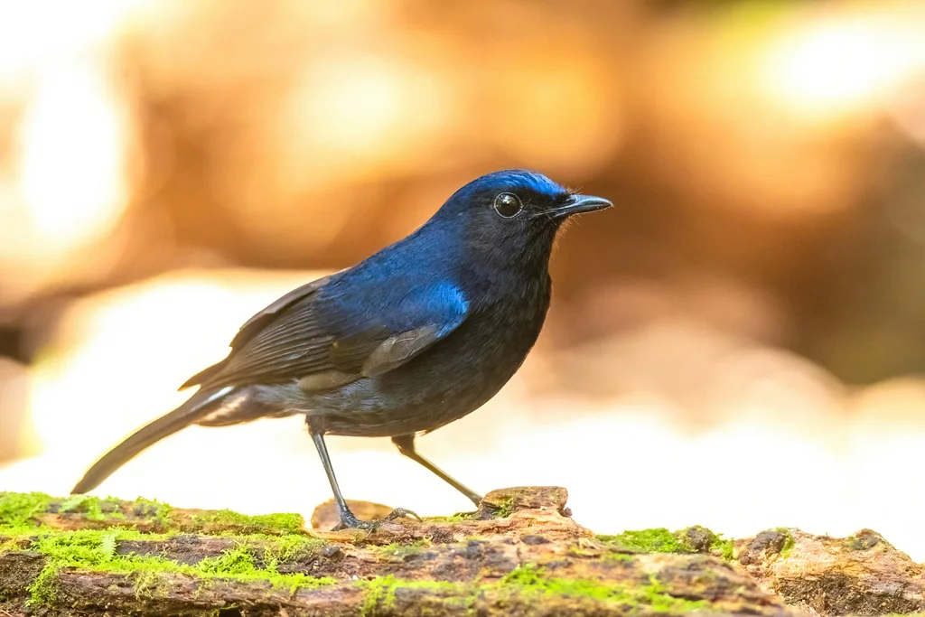 白尾蓝地鸲(Myiomela leucura)