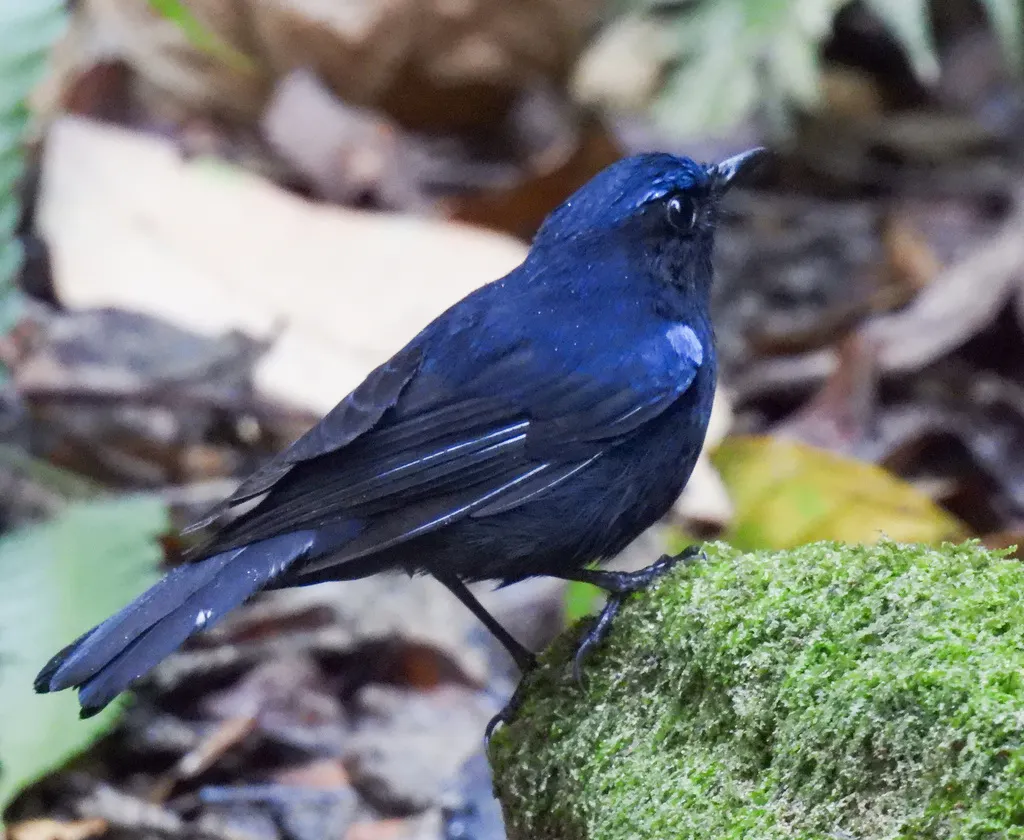 白尾蓝地鸲(Myiomela leucura)