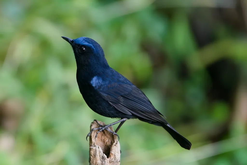 白尾蓝地鸲(Myiomela leucura)
