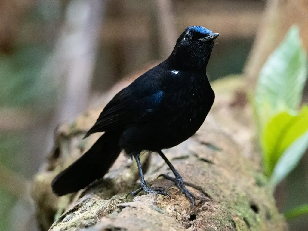 白尾蓝地鸲(Myiomela leucura)