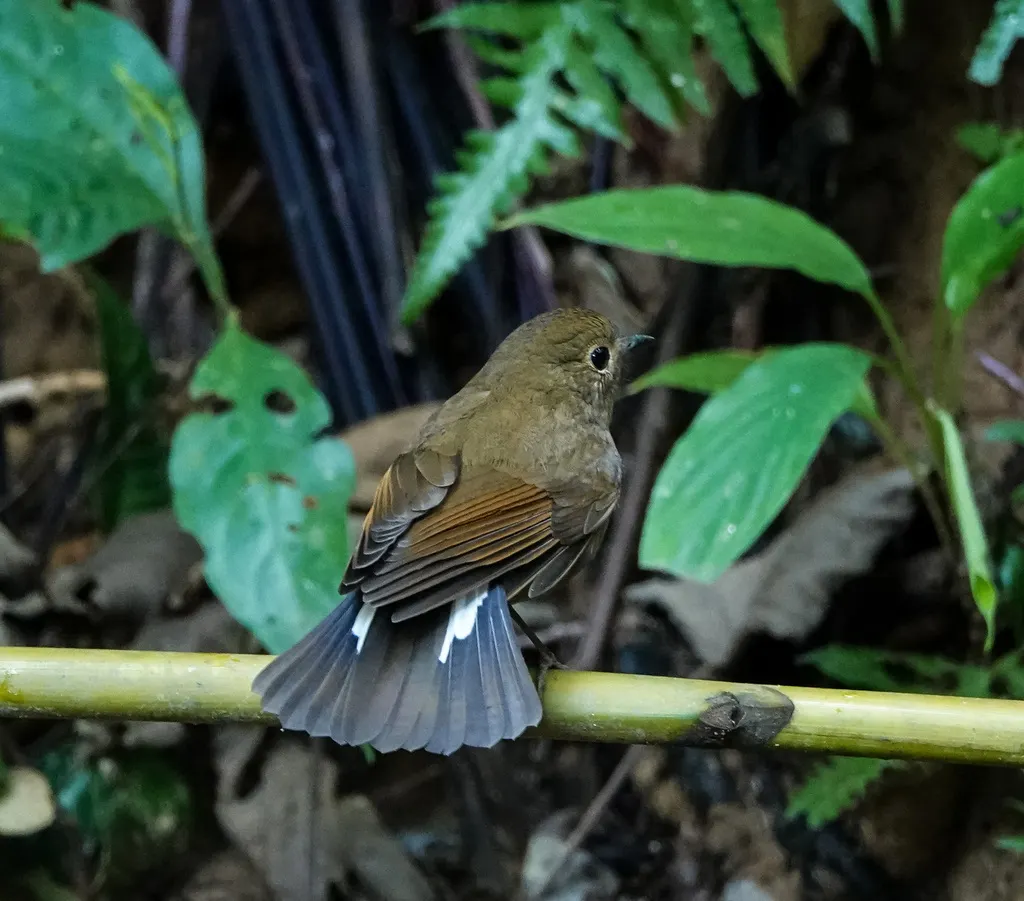 白尾蓝地鸲(Myiomela leucura)