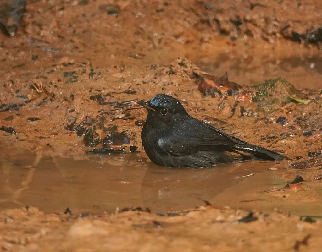 白尾蓝地鸲（Myiomela leucura）