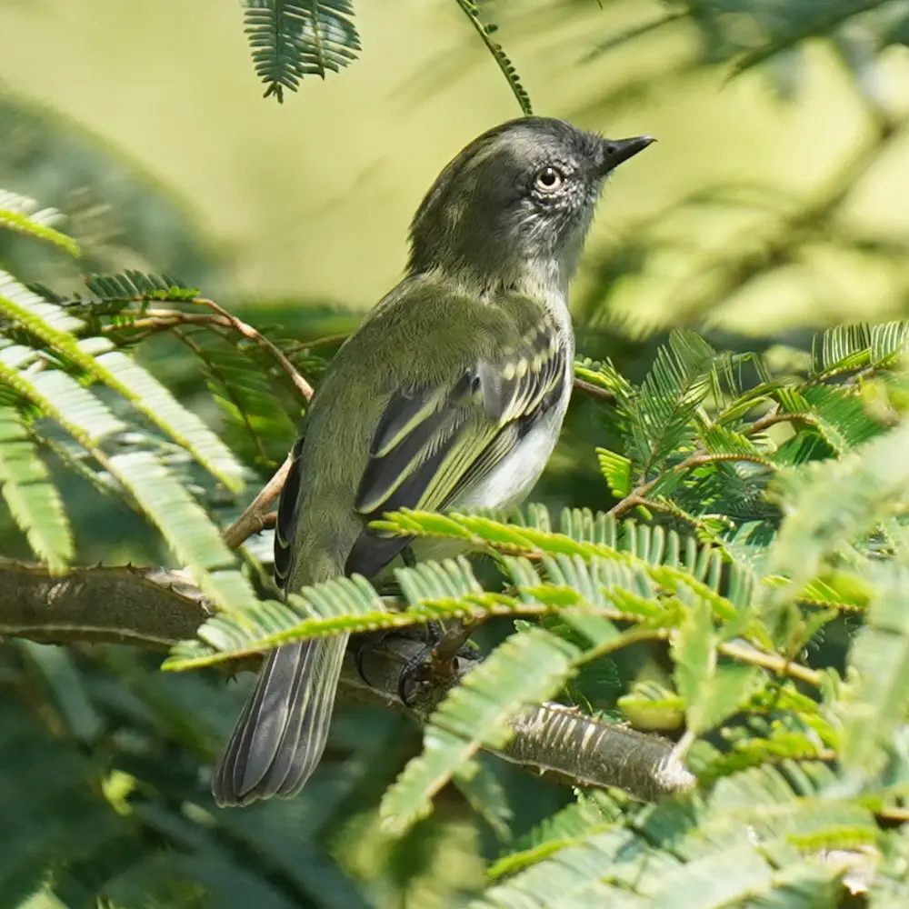 灰色伊拉鹟(Myiopagis caniceps)