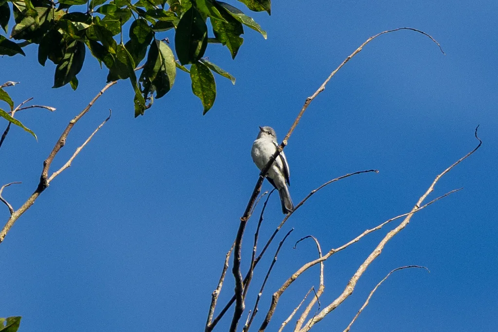 亚马孙伊拉鹟（Myiopagis cinerea）