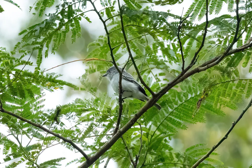 亚马孙伊拉鹟（Myiopagis cinerea）