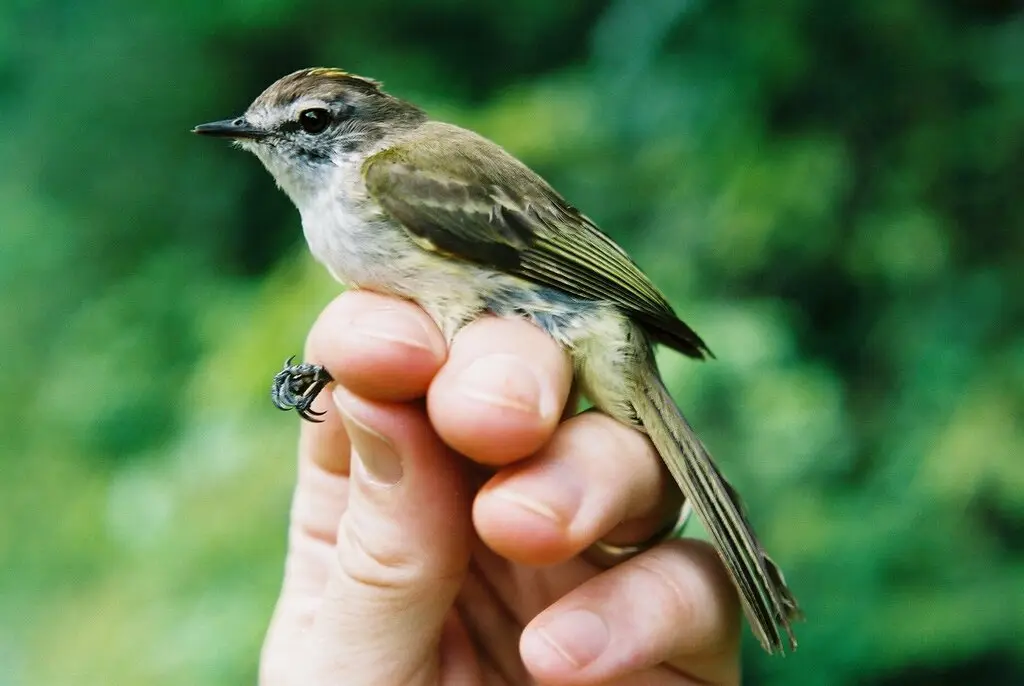 牙买加伊拉鹟(Myiopagis cotta)