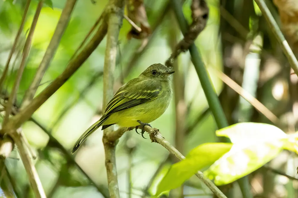 黄顶伊拉鹟(Myiopagis flavivertex)