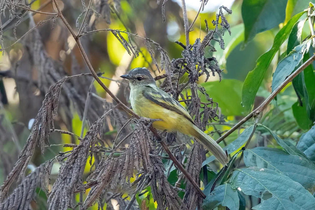 林伊拉鹟(Myiopagis gaimardii)