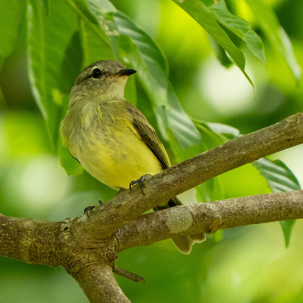 林伊拉鹟(Myiopagis gaimardii)