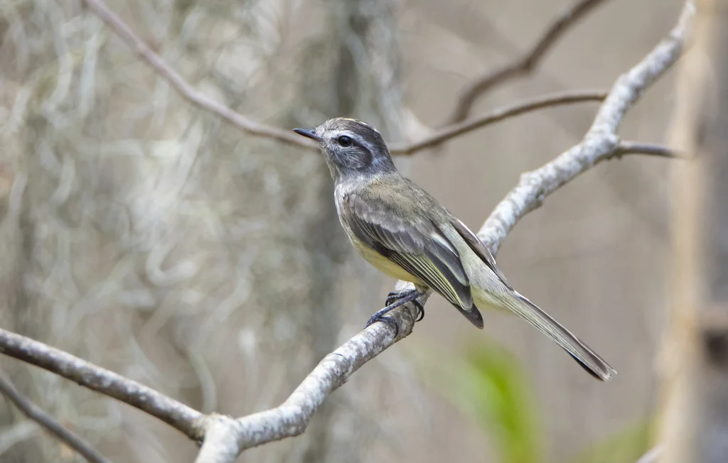太平洋伊拉鹟(Myiopagis subplacens)