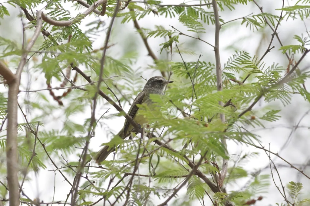 太平洋伊拉鹟(Myiopagis subplacens)