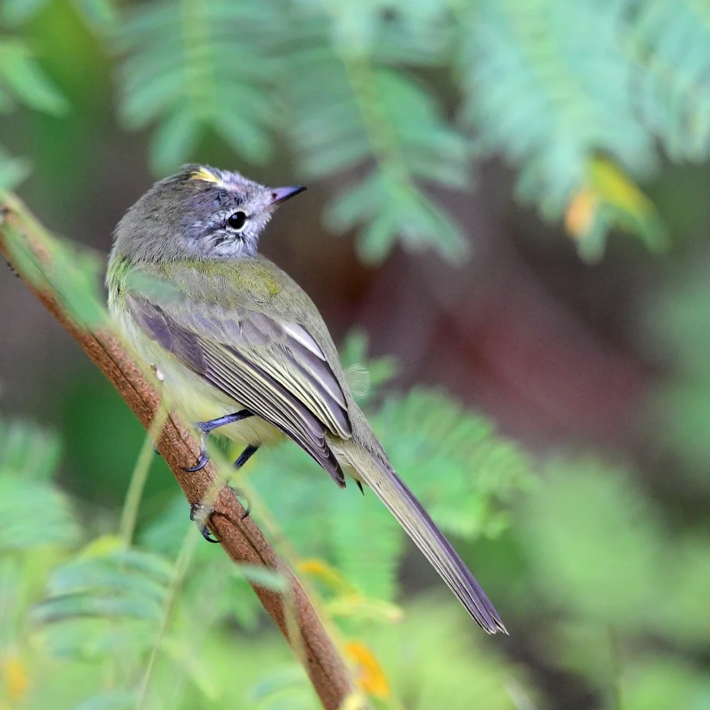 绿伊拉鹟(Myiopagis viridicata)
