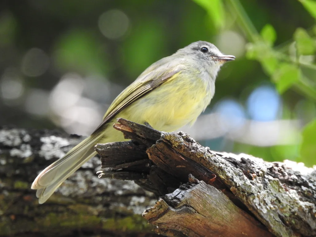 绿伊拉鹟(Myiopagis viridicata)