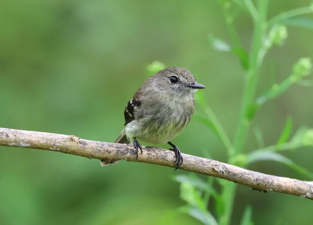 灰褐斑翅霸鹟(Myiophobus crypterythrus)