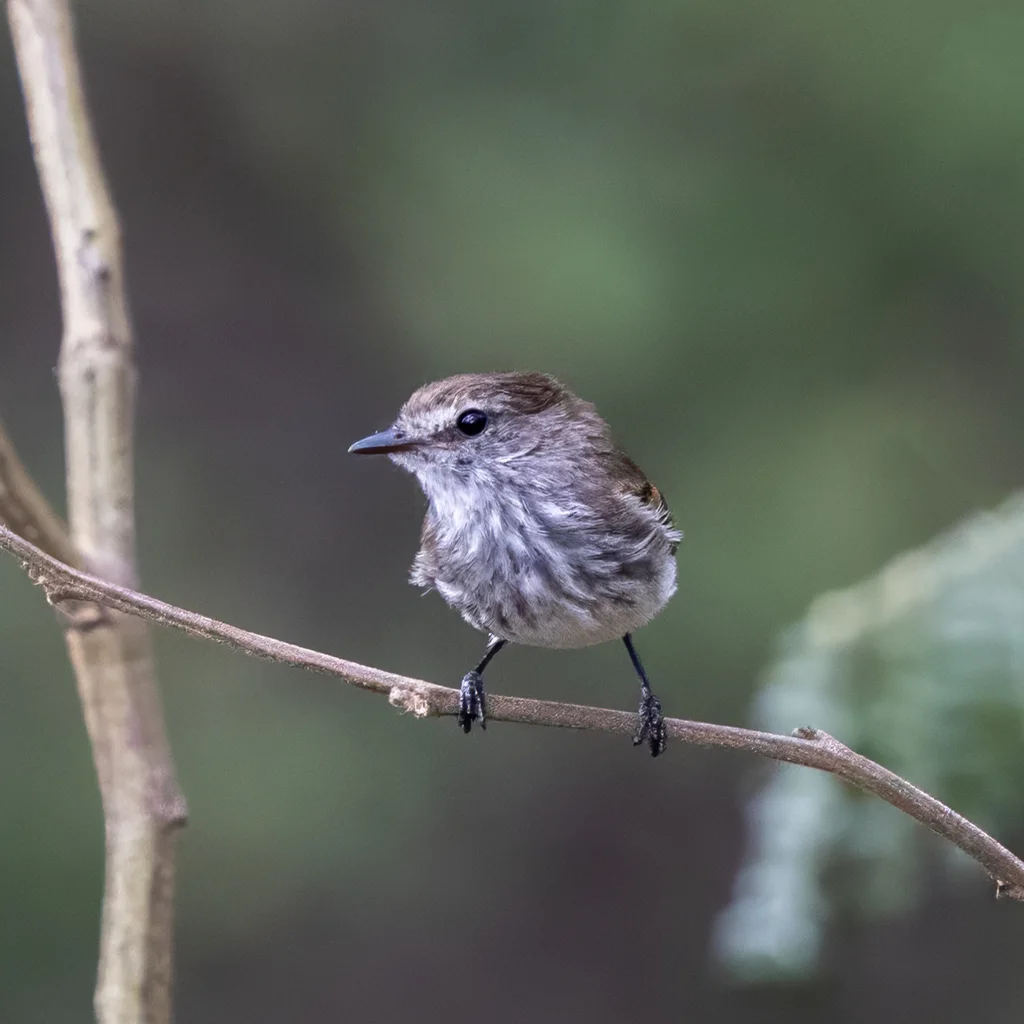 灰褐斑翅霸鹟(Myiophobus crypterythrus)