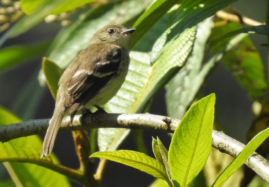 绿胸斑翅霸鹟(Myiophobus cryptoxanthus)
