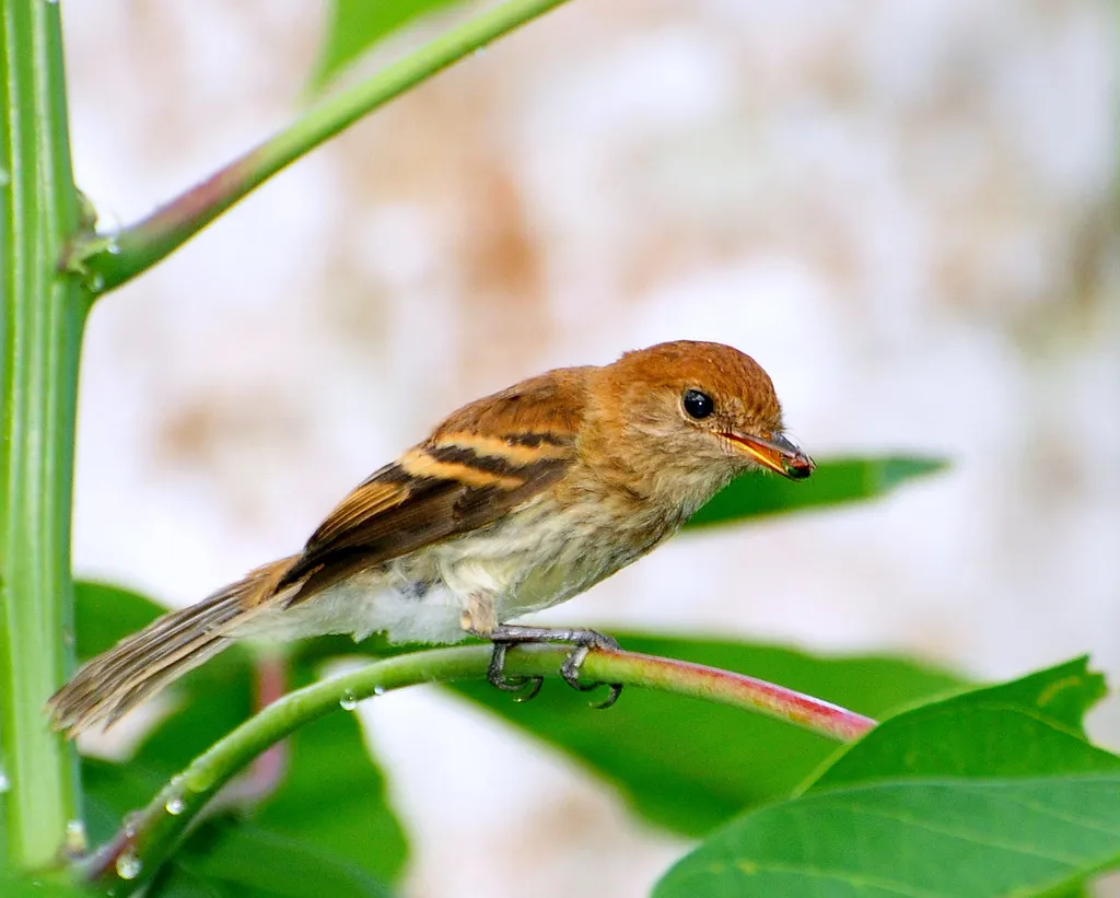 浅褐斑翅霸鹟(Myiophobus fasciatus)